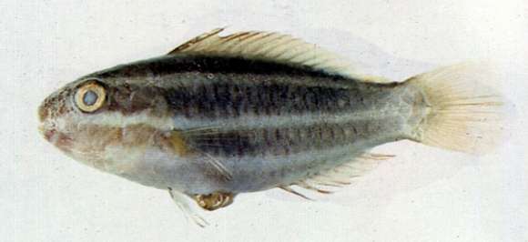 صورة Scarus ovifrons Temminck & Schlegel 1846