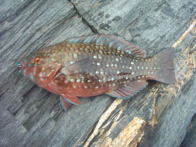 Image of Knobsnout Parrotfish