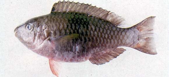 Image of Batavian Parrotfish