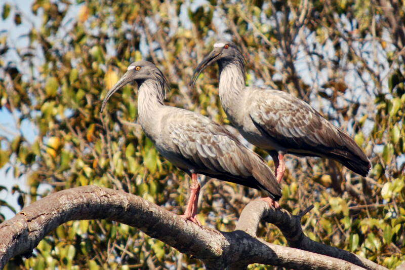 Image of Plumbeous Ibis