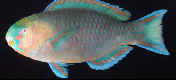 Image of Greensnout parrotfish