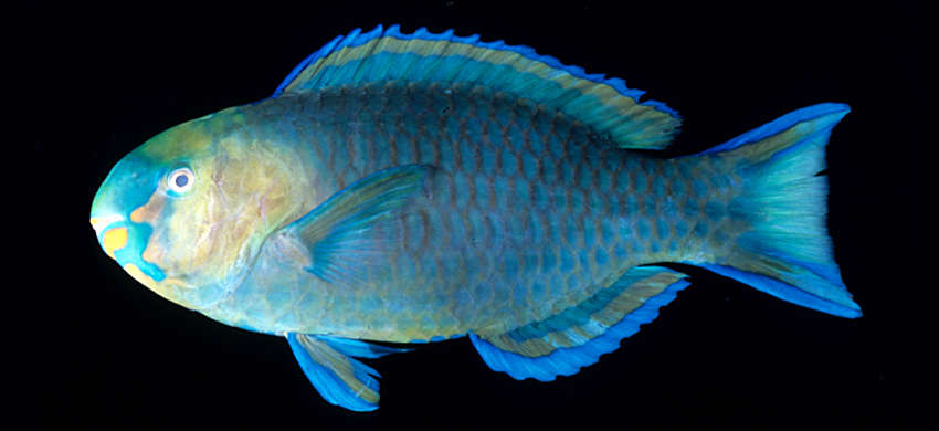 Image of Greensnout parrotfish