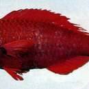 Image of Red parrotfish