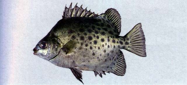 Image of Scatophagus