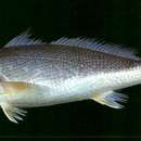 Image of Croaker