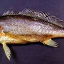 Image of Croaker