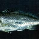 Image of Croaker