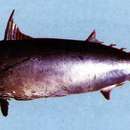 Image of Frigate mackerel