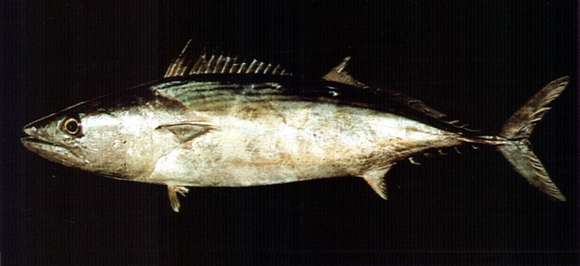 Image of Bonito