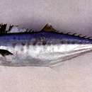 Image of Narrow-barred Spanish Mackerel