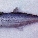 Image of Indian Spanish Mackerel