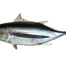 Beyaz ton balığı resmi
