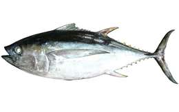 Image of Thunnus