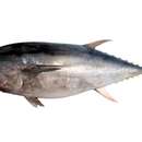 Image of Pacific Bluefin Tuna