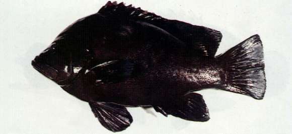 Image of Aethaloperca