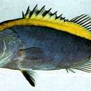 صورة Aulacocephalus temminckii Bleeker 1855