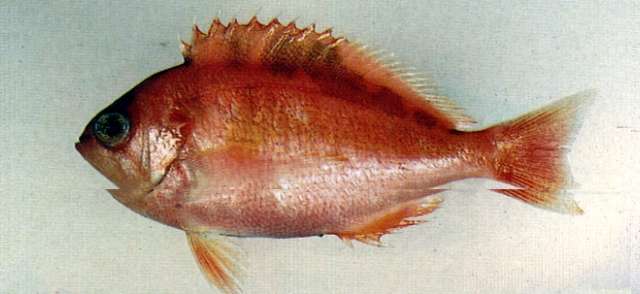Image of Schlegel&#39;s red bass