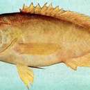 Image of Golden grouper