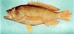 Image of Golden grouper