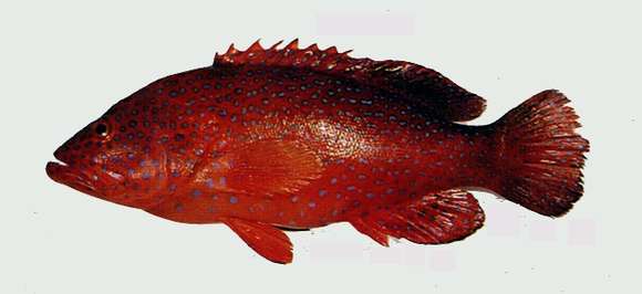 صورة Cephalopholis