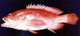 Image of Strawberry grouper