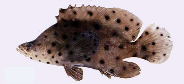 Image of Cromileptes