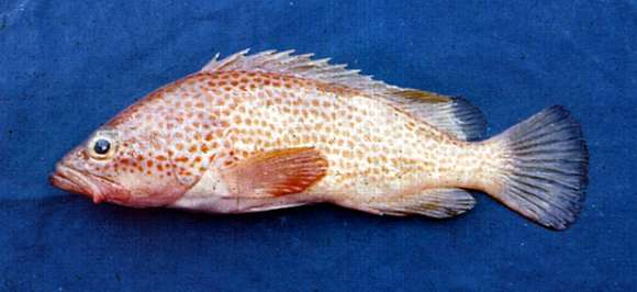 Epinephelus akaara (Temminck & Schlegel 1842) resmi