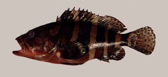 Image of Banded Grouper