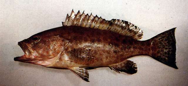 Epinephelus areolatus (Forsskål 1775) resmi