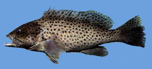 Image of Duskytail grouper