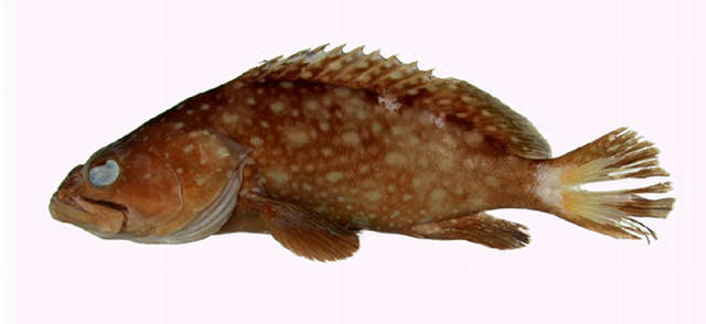Image of Palemargin grouper