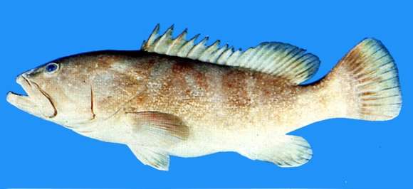 Image of Kelp Grouper