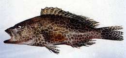 Image of Brown-spotted Grouper