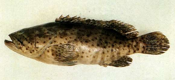 Image of Estuary Cod