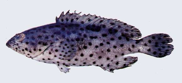 Image of Coral grouper