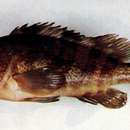 Image of Banded reef-cod