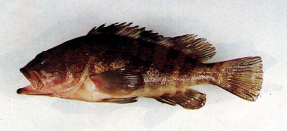 Epinephelus fasciatomaculosus (Peters 1865)的圖片