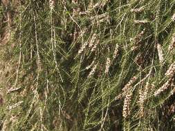 Image of dotted melaleuca