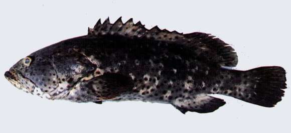 Image of Malabar Grouper