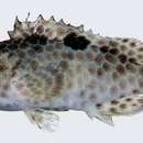 Image of Black-spot grouper