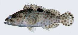 Image of Black-spot grouper