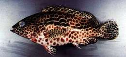 Image of Dwarf-spotted Grouper