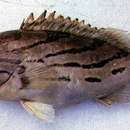 Image of Banded-cheek Reef-cod