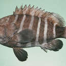 Image of Eightbar grouper
