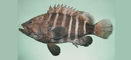 Image of Eightbar grouper
