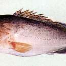 Image of Dot-dash grouper