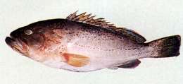 Image of Dot-dash grouper