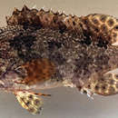 Image of Camouflage Grouper