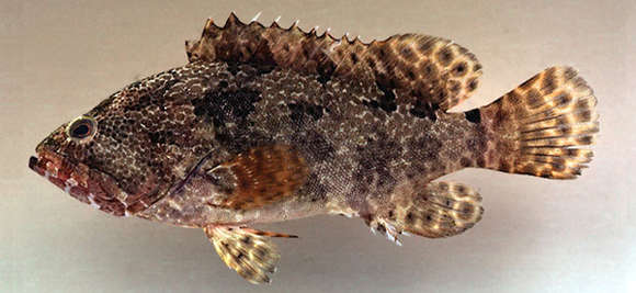 Слика од Epinephelus polyphekadion (Bleeker 1849)