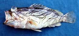 Image of Grouper